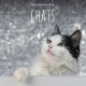 Calendrier 2019 Chats