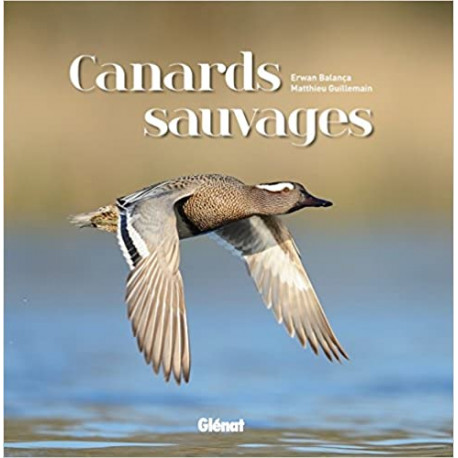 Canards sauvages